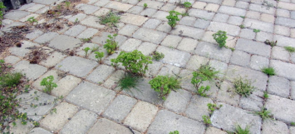The Best Ways to Prevent Weed Growth Between Pavers