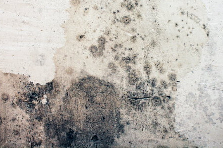 How to Remove Mold From Concrete Basement Walls