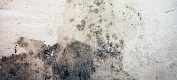 How to Remove Mold From Concrete Basement Walls