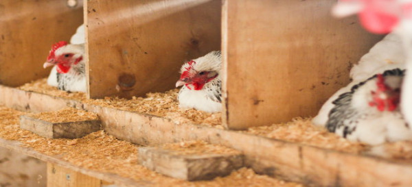 Keep a Chicken Coop Safe from Predators