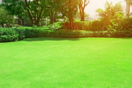 How to Keep Your Lawns Green and Healthy with Limited Water