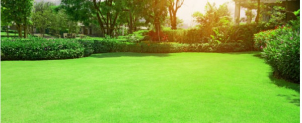 How to Keep Your Lawns Green and Healthy with Limited Water