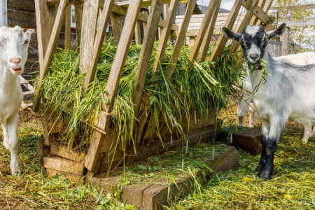 The Benefits of Keeping Goats (And How to Pick the Right Kind)