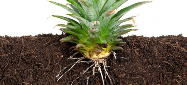 How to Propagate Pineapples, Avocados, and Citrus Trees