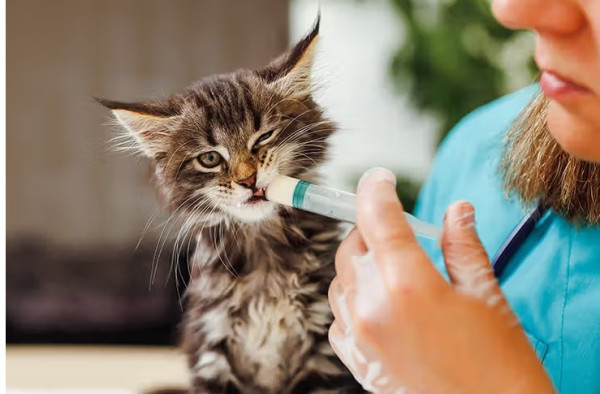 Fluoxetine for Cats