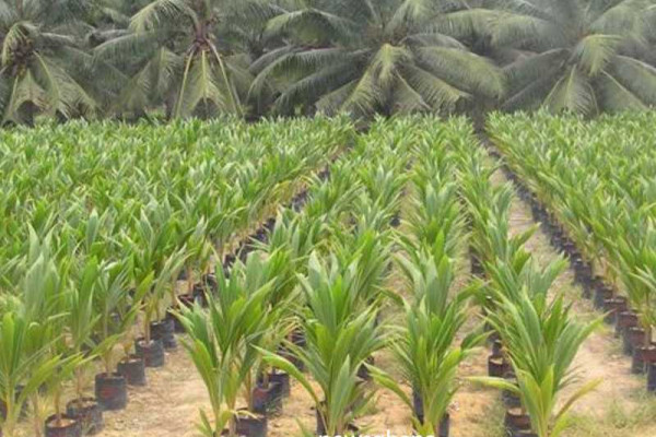 Youth urged to go into coconut farming