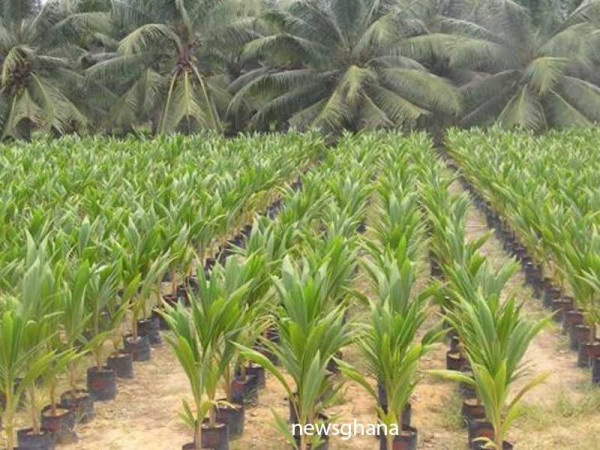 Youth urged to go into coconut farming