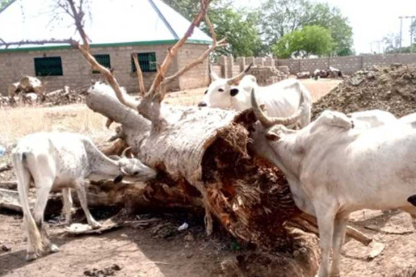 Vanishing grasslands: Climate change starves livestock in Upper East