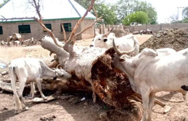 Vanishing grasslands: Climate change starves livestock in Upper East