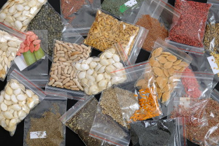 How to Harvest and Store Seeds