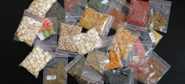 How to Harvest and Store Seeds