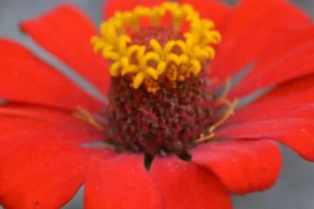 17 Summer Flowers That Wow