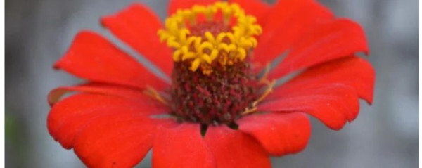 17 Summer Flowers That Wow