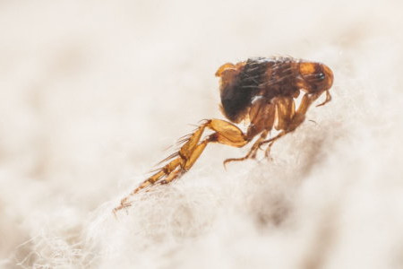 How to Get Rid of Fleas on Your Carpet