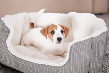 How to Waterproof Dog Beds