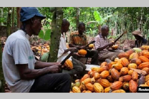 Extend cocoa pension scheme to all farmers - Dr Opoku