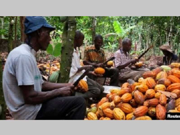 Extend cocoa pension scheme to all farmers - Dr Opoku