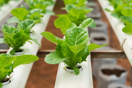 8 Dangers of Gardening with Hydroponics
