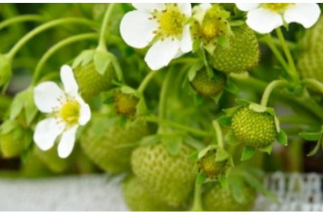 How to Plant and Grow Strawberries in Containers