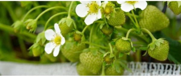 How to Plant and Grow Strawberries in Containers