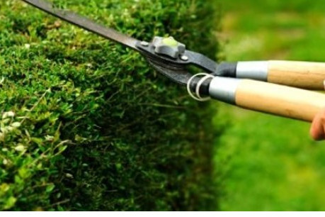 Pruning: When to Use a Lopper vs Pruner vs Shear