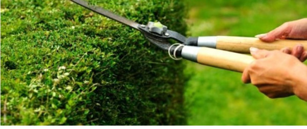 Pruning: When to Use a Lopper vs Pruner vs Shear