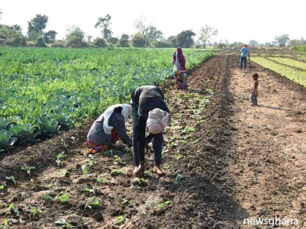 Farmers advised to apply poultry manure