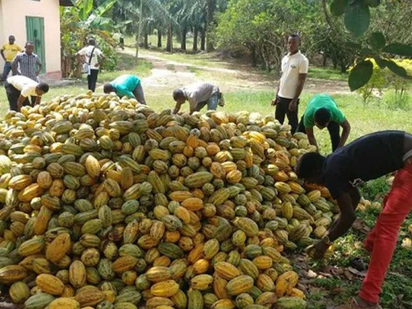 Cocoa farmers refute Al Jazeera report on child labour