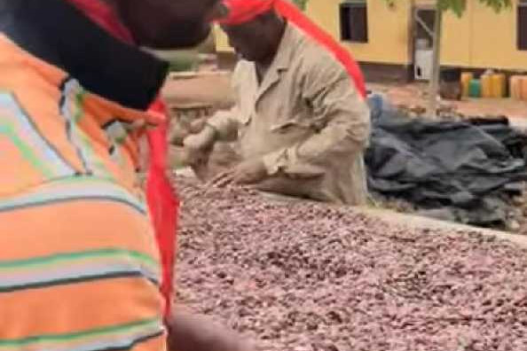 Cocoa farmers in Guan appeal to government over delayed payments