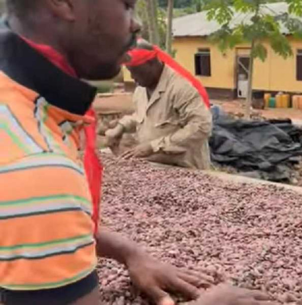 Cocoa farmers in Guan appeal to government over delayed payments