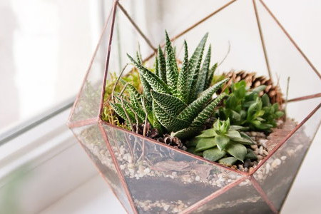 4 Stylish Projects With Succulents