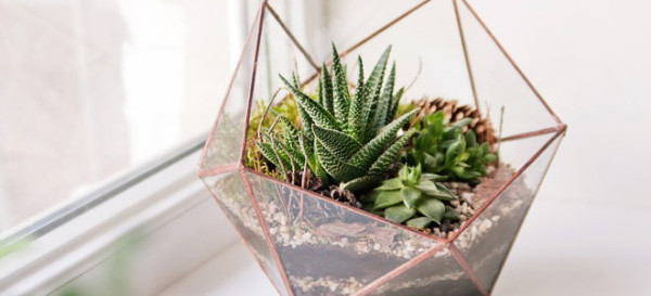 4 Stylish Projects With Succulents