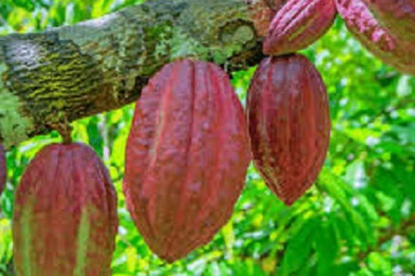 Cocoa industry under threat - illegal miners destroy rehabilitated farms