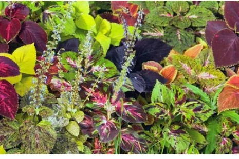 Treating Pests That Attack Your Coleus