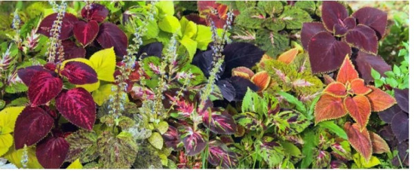 Treating Pests That Attack Your Coleus