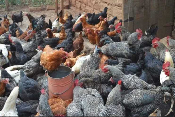 Indigenous poultry offers jobs, economic growth – IPFAG