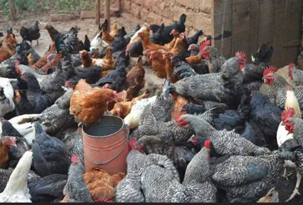 Indigenous poultry offers jobs, economic growth – IPFAG