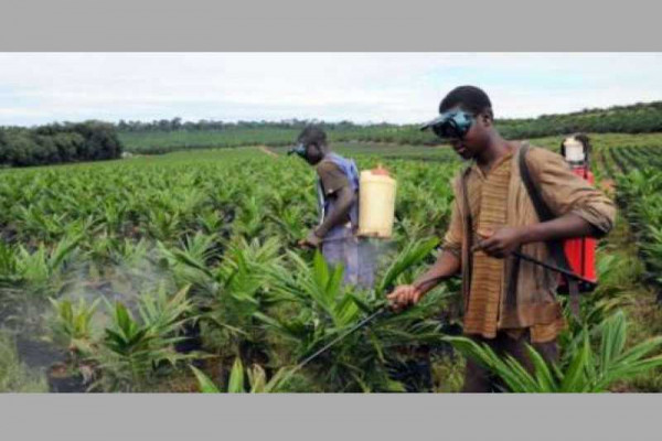 MoFA cautions vegetable farmers against misuse of agro-chemicals