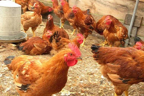 Poultry sector receives $2m from United States Department of Agriculture