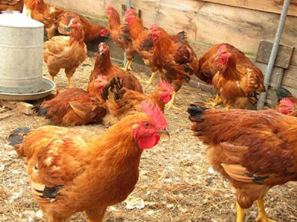 Poultry sector receives $2m from United States Department of Agriculture