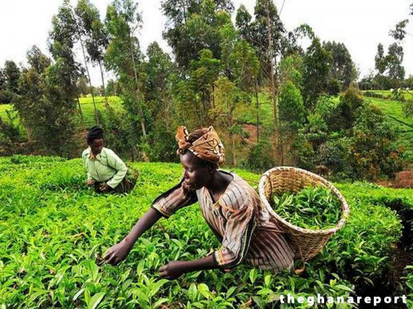 Government urged to maintain subsidy on agriculture inputs