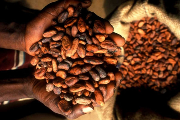 Cocoa price to go up October