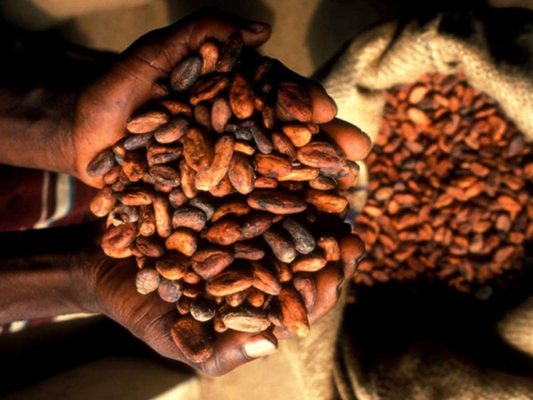 Cocoa price to go up October