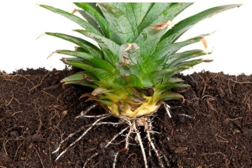 How to Propagate Pineapples, Avocados, and Citrus Trees