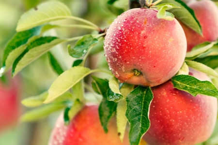 How to Plant Fruit Trees 