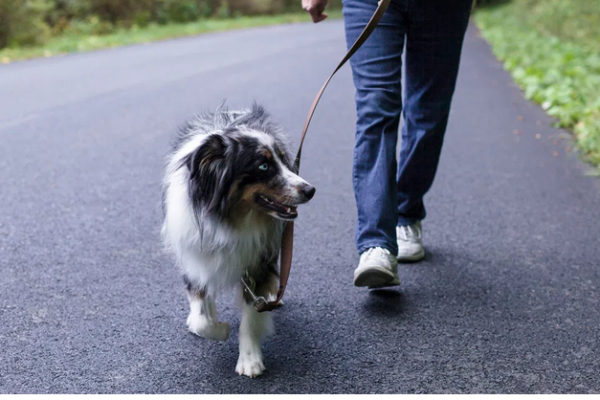 How Walking Can Help You Lose Weight and Belly Fat