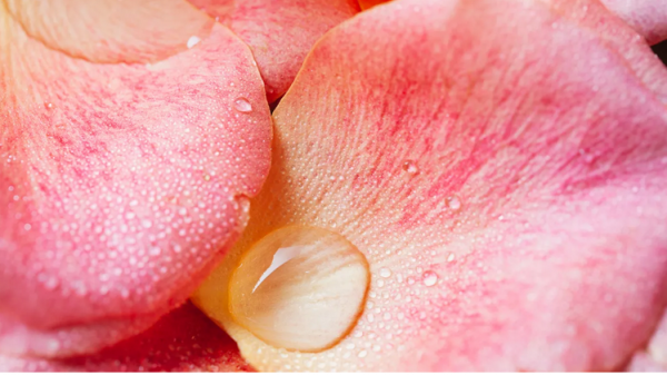 How to Make Your Own Rose Water for Beauty, Wellness, and Relaxation