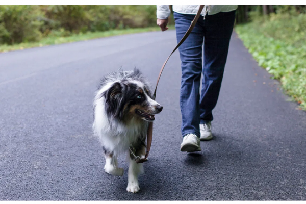 How Walking Can Help You Lose Weight and Belly Fat