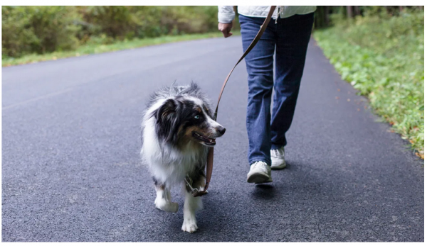 How Walking Can Help You Lose Weight and Belly Fat