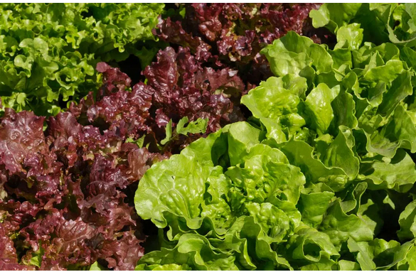 9 Health and Nutrition Benefits of Red Leaf Lettuce